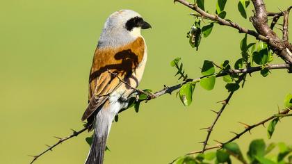 Kızılsırtlı örümcekkuşu