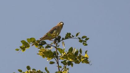 Karabaşlı kirazkuşu
