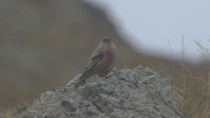 Büyük dağbülbülü