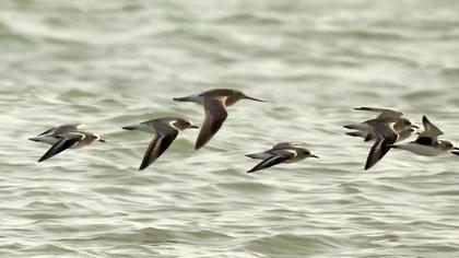 Kıyı çamurçulluğu