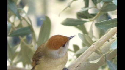 Karabaşlı ötleğen