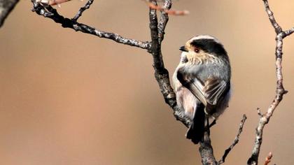 Uzunkuyruklu baştankara