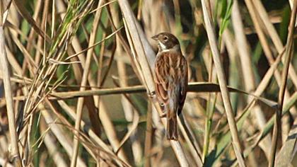 Bataklık Kirazkuşu