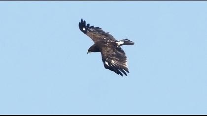 Büyük orman kartalı