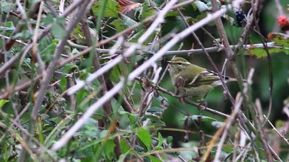 Sarıkaşlı çıvgın