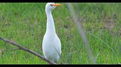 Sığır balıkçılı
