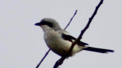 Büyük örümcekkuşu