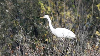 Büyük ak balıkçıl