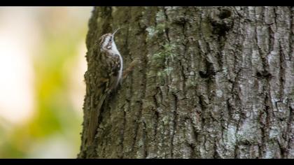Orman tırmaşıkkuşu