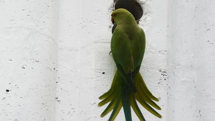 Yeşil papağan