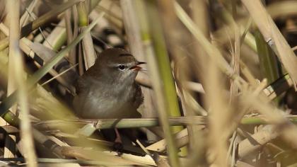 Kamışbülbülü