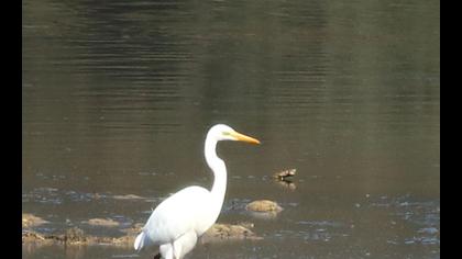 Büyük ak balıkçıl