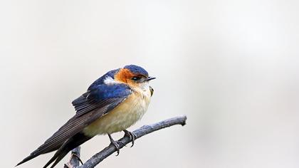 Kızıl kırlangıç