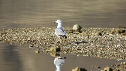 Van gölü martısı