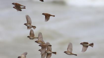 Eurasian Tree Sparrow