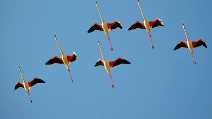 Greater Flamingo