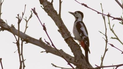 Syrian Woodpecker