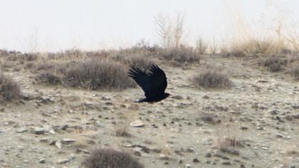 Kırmızıgagalı dağ kargası