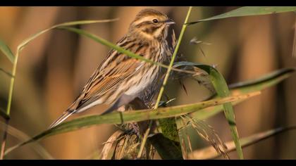 Bataklık Kirazkuşu
