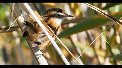 Bıyıklı kamışçın