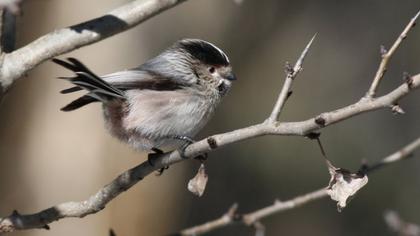 Uzunkuyruklu baştankara