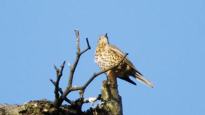 Mistle Thrush