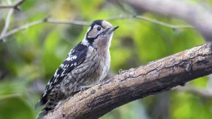 Küçük ağaçkakan