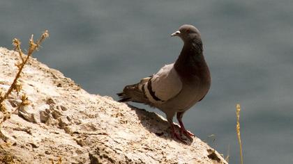 Rock Dove
