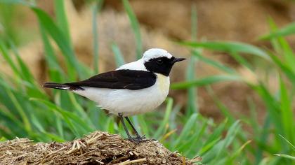 Karakulaklı kuyrukkakan