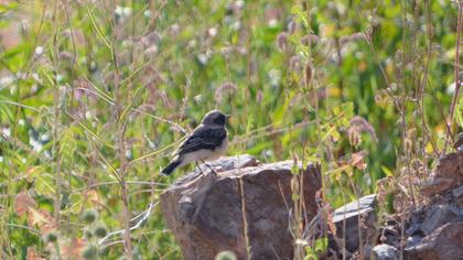 Karakulaklı kuyrukkakan