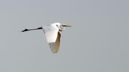 Büyük ak balıkçıl