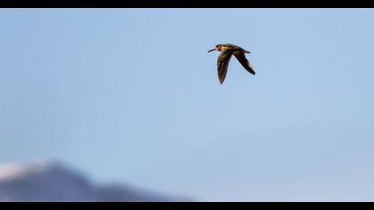 Küçük suçulluğu