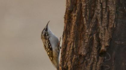 Short-toed Treecreeper