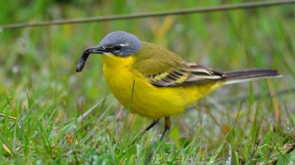 Sarı kuyruksallayan