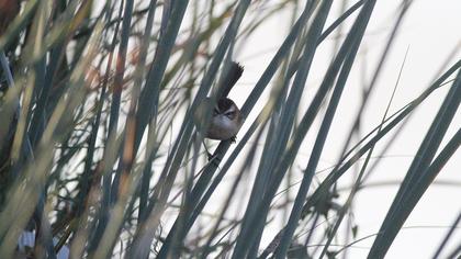 Bıyıklı kamışçın