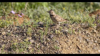 Küçük boğmaklı toygar