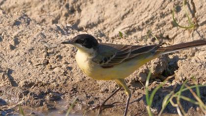 Sarı kuyruksallayan