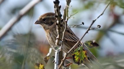 Bataklık Kirazkuşu