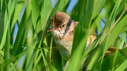 Büyük kamışçın