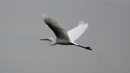 Büyük ak balıkçıl