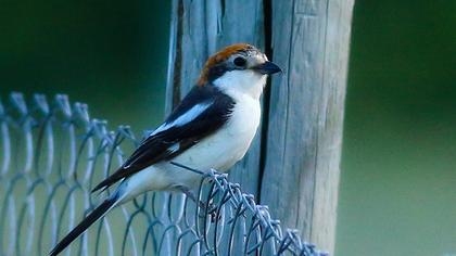 Kızılbaşlı örümcekkuşu