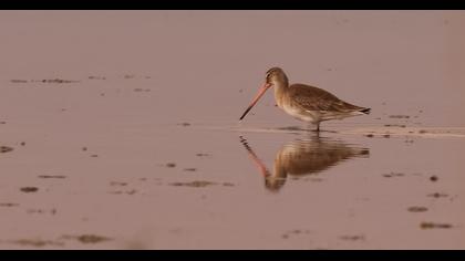Black-tailed Godwit