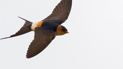 Kızıl kırlangıç