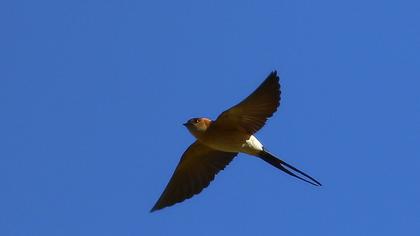 Kızıl kırlangıç