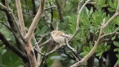 Sürmeli çalıkuşu