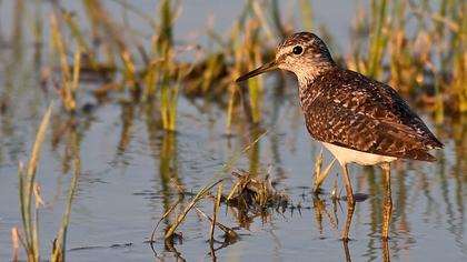 Orman düdükçünü