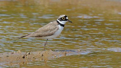 Halkalı küçük cılıbıt