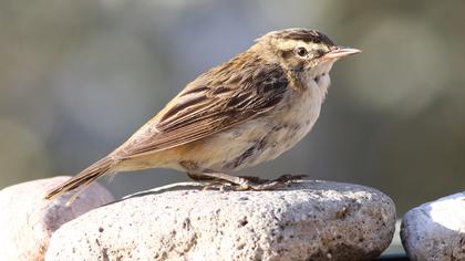 Kındıra kamışçını