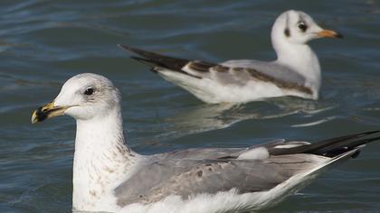 Van gölü martısı