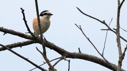 Maskeli örümcekkuşu